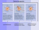 Diapositiva5 (960x720, 92,0 kilobytes)